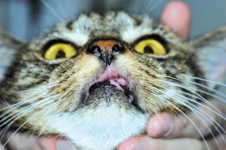 A cat with an indolent ulcer in partial remission; erosions remain on the upper left lip and tissue loss of the upper lip is permanent.
